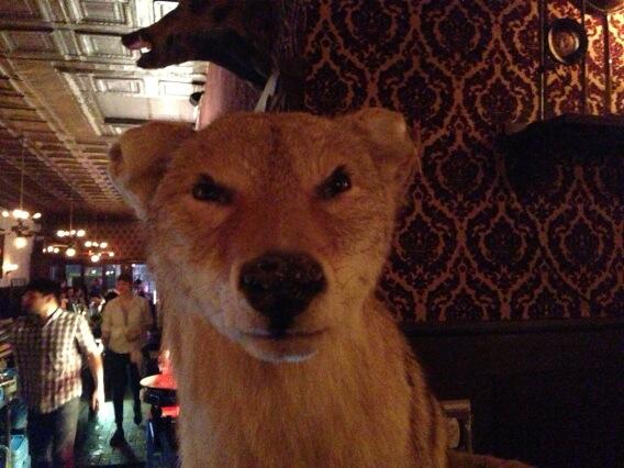 Disapproving coyote disapproves Disapproving coyote disapproves