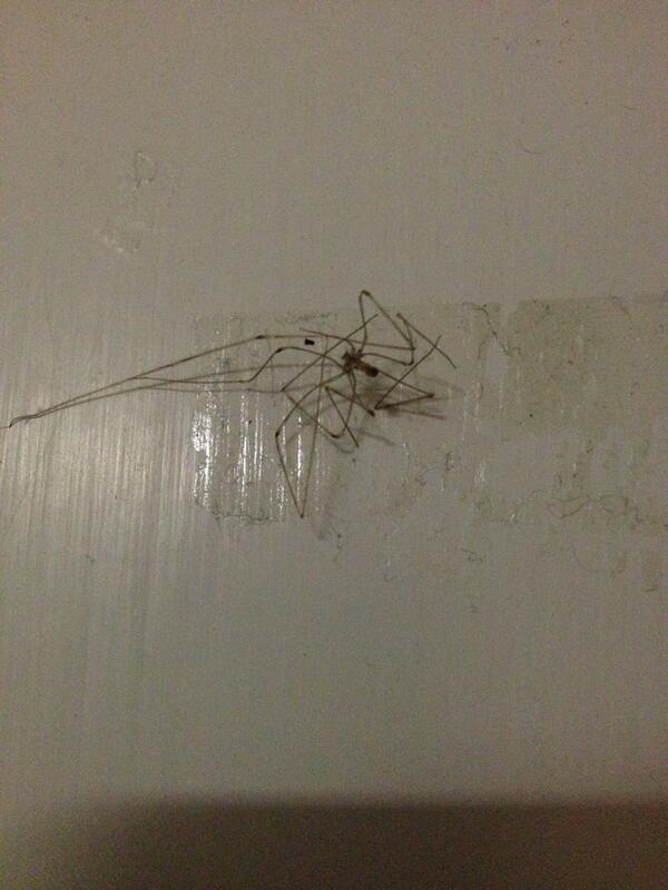 CSS_Probs's tweet image. There are bugs stuck to the wall, need I say more..?