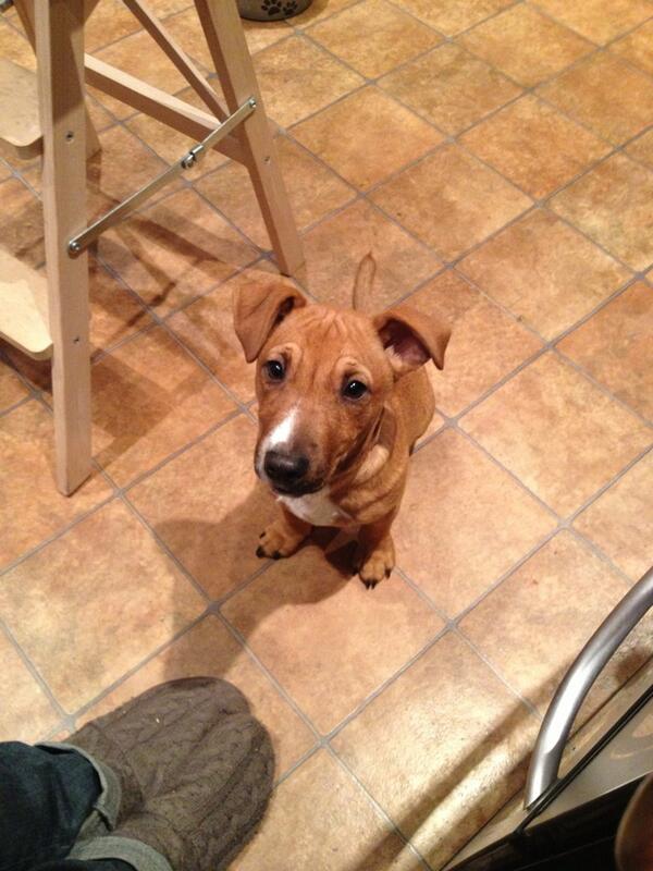 carrickfergus dog pound