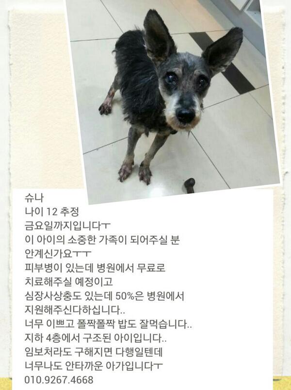 hch3849's tweet photo. 이미 늦었는지도 모르겠습니다..차마 확인못해보고 급히 글올리네요..오늘 안락사될아이랍니다..에혀 지긋지긋한 안락사...ㅠㅠ http://t.co/Y5rFOX4G2k