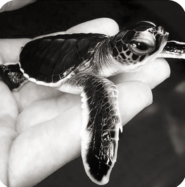 insta_animal's tweet photo. 💗🐢 #animal http://t.co/T9AZgoKXFz