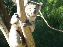 Koala Hospital (@koalahosp) on Twitter photo 