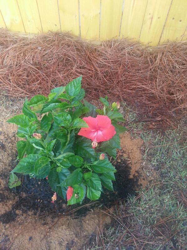 MsFran95's tweet photo. So excited about my first bloom!!! http://t.co/U31wXKT9UF