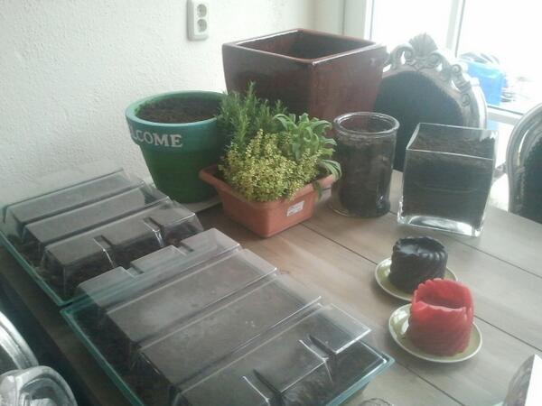KimModder's tweet photo. Hopen op mooie volle potten straks!!! Begonnen met zelf #kruiden kweken!! http://t.co/pNMGstP6a3