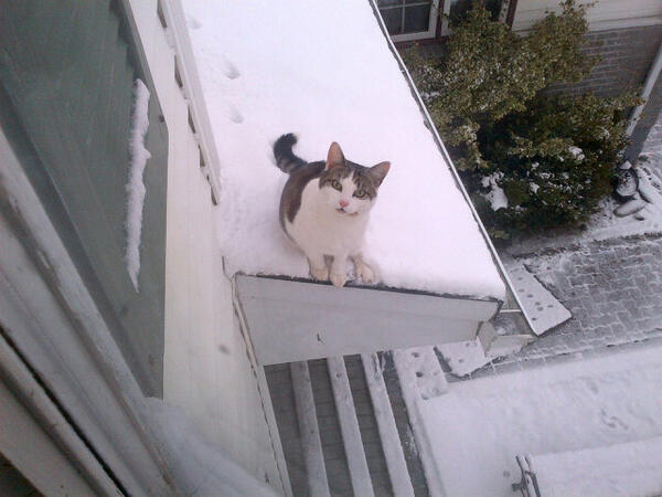 SabrinaDay's tweet photo. @CTVCanadaAM Our cat Jimmy on the roof this morning, begging to come in after a snowy night in St. John's, NL http://t.co/s4XYXzhzWV