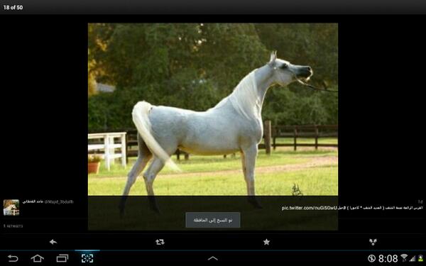 Mohammed_135's tweet photo. الفرس الرائعه بنت العديد الشعب ماشاء الله http://t.co/2veFbG891x