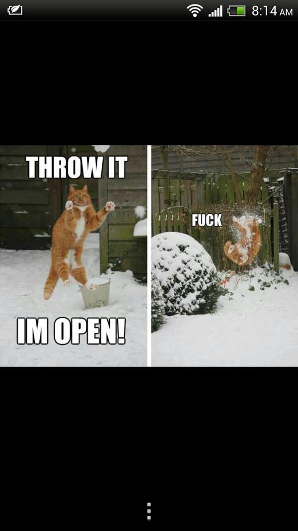 mmmayday19's tweet image. And the @mikew045  of cats. #inthenumbers #sticktodefence