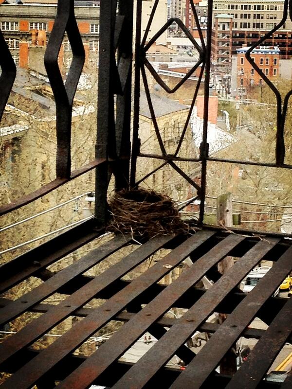 It was a pile of twigs yesterday, and now it's a home. #patience