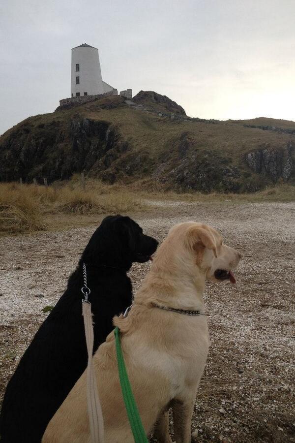 BLT84's tweet image. Had a great day with the dogs at Ynus Llanddwyn. :-)
#wisedogs