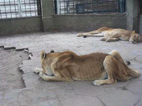 jalviarez1137's tweet photo. @Zapata_zos Leones d San Juan de Colon en Tachira se mueren d hambre, estan abandonados
http://t.co/B7xbbwnGSE" preso el responsable”