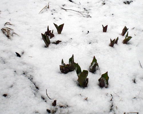 Update from the #TulipCam <a href="/VTStateParks/">Vermont State Parks</a> @THISISVT