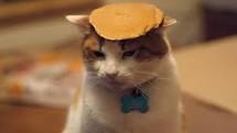 84Knight's tweet image. @Turtleexo So does mine #thisisntreallymycat #igoogledthispicturetobefunny #idontlikecats #idolikepancakes