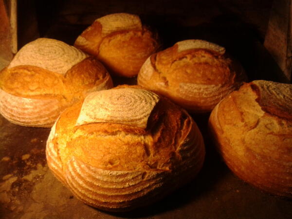 RiotRye's tweet image. And some white #sourdough boule for ye @DonnybrookFair #RealIrishbread #Breadporn 1st @BlasNahEireann 2012