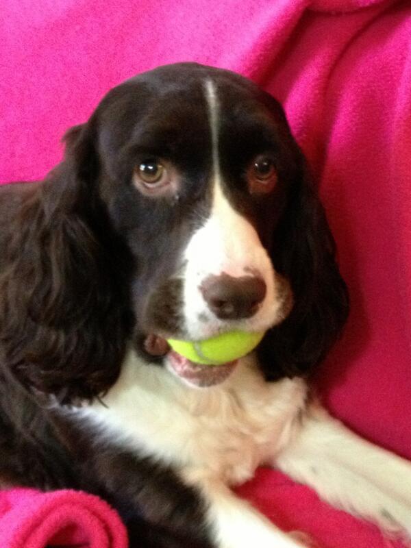 MaggieMooseTrks tweet picture