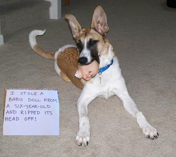 ShamingDogs tweet picture