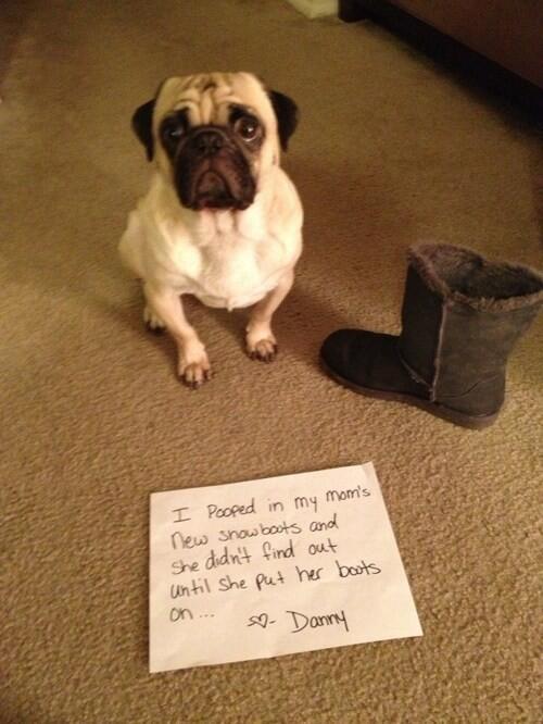 ShamingDogs tweet picture