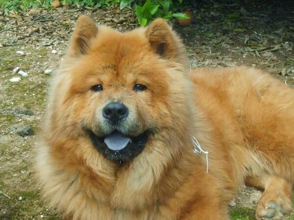 XilviAaA's tweet photo. Recordando mi primer perro Crispi #fotodeldia #chowchow #TalDíaComoHoy http://t.co/1VUrhWcryz