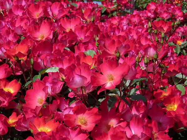 TVAIMPRO's tweet photo. Ontvang jij ook graag bloemen? Wij wel, #LieverVeulBloemen! Vanavond 20.30 #theatersport in @polanentheater http://t.co/Jz12ir36QG