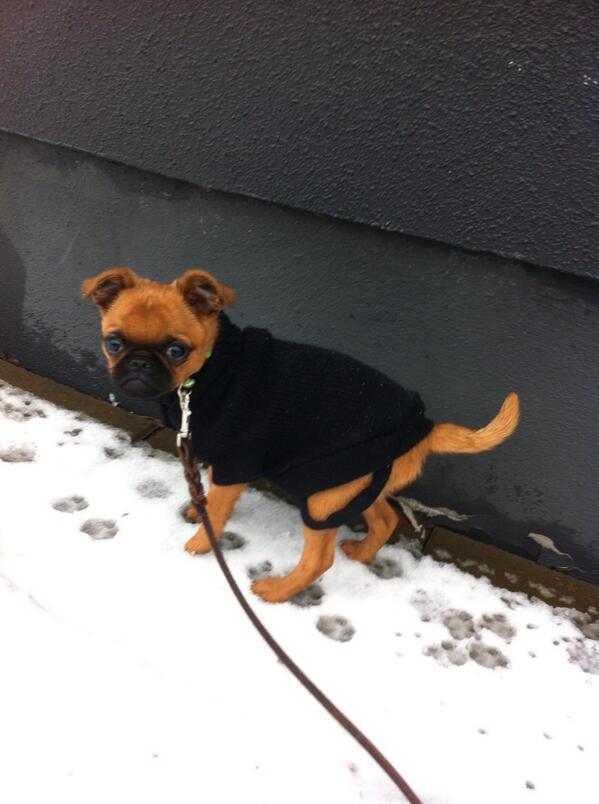 MaritaChanson's tweet photo. Vår idag? Knappast! Tur man har "överrock" ;) http://t.co/oUUB9ML9f9