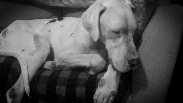 ParamedicMoore's tweet photo. I love my Rocco http://t.co/fMdkvNe56N