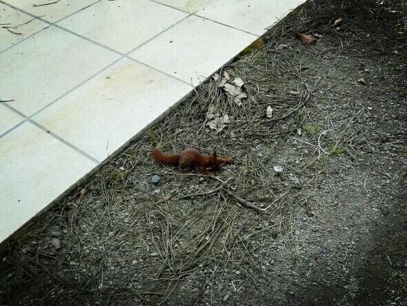 MegLovesWaffles's tweet photo. Saw a baby red squirrel fall out of a high tree the other day! We tried to rescue it but it ran off to the bushes. http://t.co/meRADuf0PG