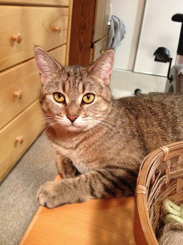 Happy Caturday! Meet Momma cat!