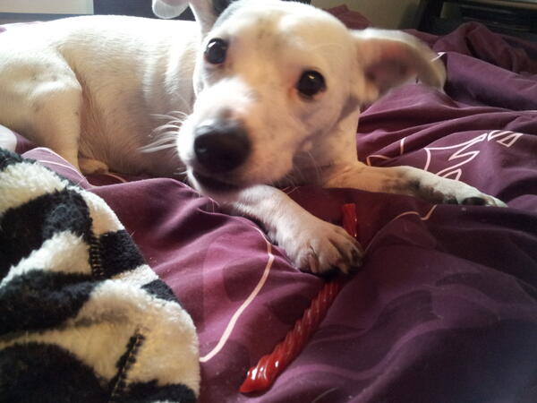 ZoeyMesser's tweet photo. Zeus was caught red handed:) http://t.co/juYxbXaZ5N