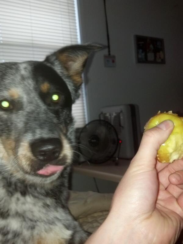 cgigstad's tweet photo. An apple a day keeps the worms away! #needdogfood http://t.co/ulAnox49O4