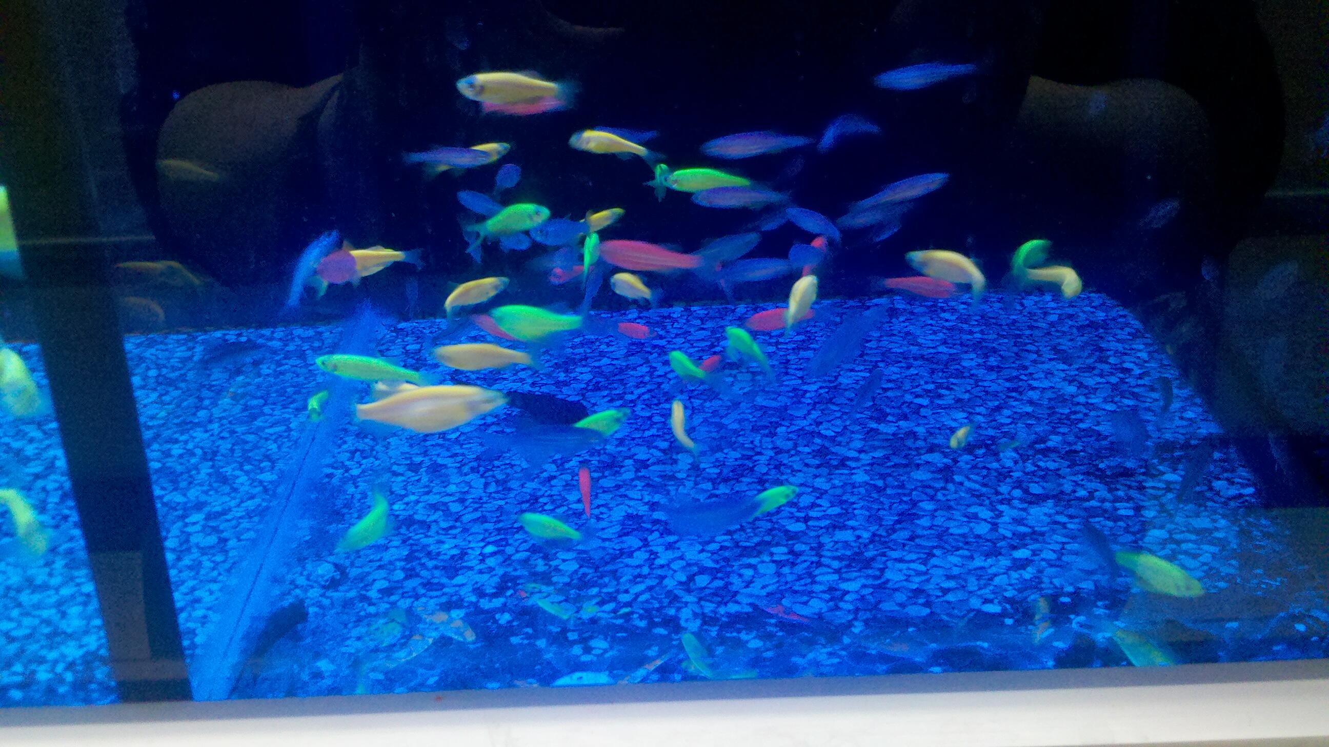 kaylee smith on X: @liddyluvsklaine THEY HAVE NEON RAINBOW FISH AT WALMART!   / X