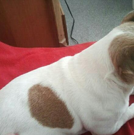 xIRiiS_'s tweet photo. ik ging mn.hondje douchen http://t.co/rlVpzCm117