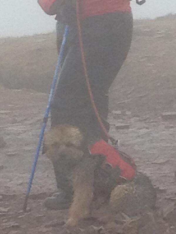 TedtheBorder's tweet photo. @RuffWear_UK this is me at the top of Pen-Y-Fan. Harness was great in 50mph winds and mist! http://t.co/XgS0JH4e9C