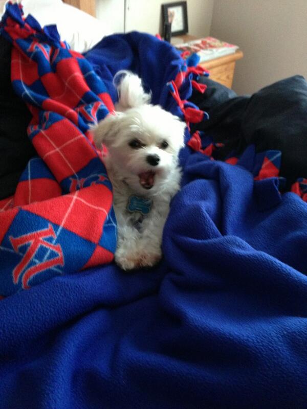 katylouw8's tweet image. What a sleepy head just now waking up!! #yaaawn