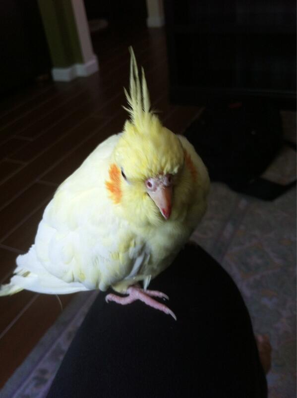 I have not been on twitter .So I welcome back with an image of my favourite bird.