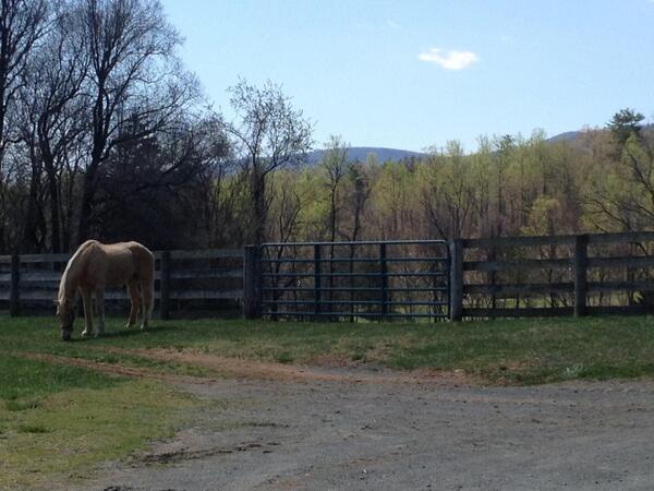 UVaAmbassadors's tweet photo. Beautiful day volunteering at Charlottesville Area Riding Therapy! #cavscare http://t.co/YqNJnxVYM7