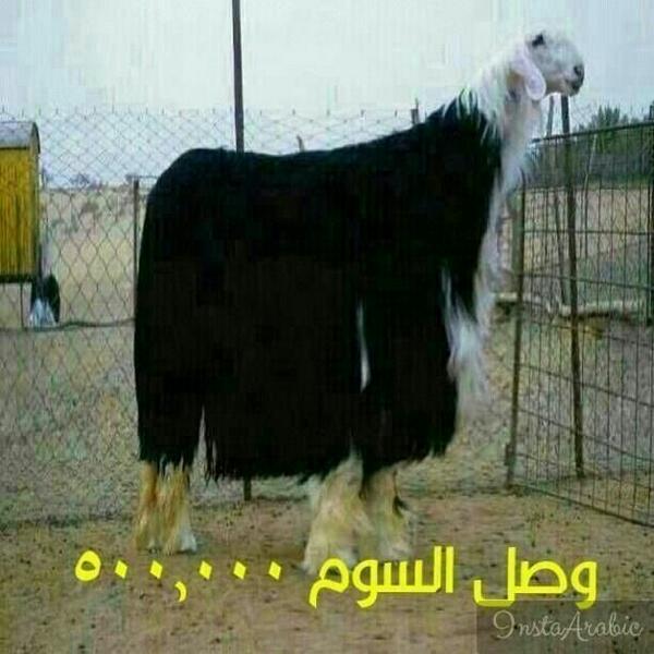 -((((عاشق البر))))- (@qrksa791) on Twitter photo 