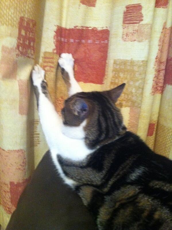 BeckRosett's tweet photo. My cat seems to think our curtains need holding up http://t.co/du323Sqm1J