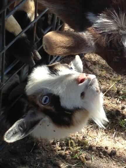 rstilwell18's tweet image. @rachelgh7 I zoomed in on that pic of you feeding the goats and this is what I found #hahaha #dying #sillygoat