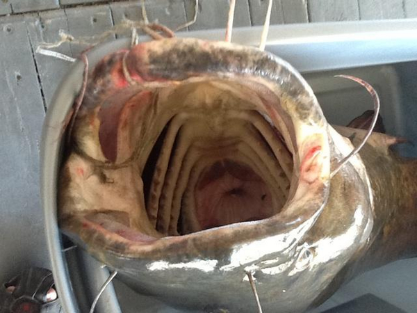 AzFishingGuy's tweet photo. Record Cat Pulled from Bartlett lake this week weighing 76.54lbs!Congrats to Ed. http://t.co/f3vOjBqCdE