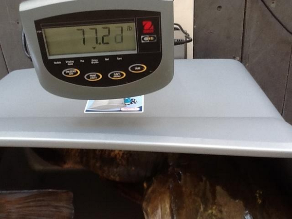 AzFishingGuy's tweet photo. AZ Record Cat http://t.co/leuDiw1Nzl