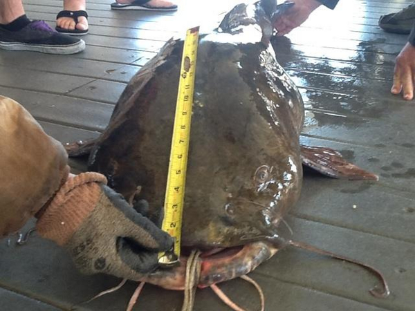AzFishingGuy's tweet photo. Az Record Cat http://t.co/NAqxjOY33H