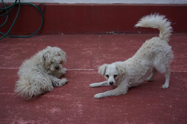 DakyTisha's tweet photo. Mira @PantuPeluche esa que parece un zorrito blanco, es nuestra hermana Luna :) y la otra greñas soy yo, Tisha :P http://t.co/E2xB4Xu5yv