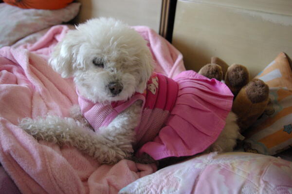 DakyTisha's tweet photo. @oskarinelperrin Me confunden @PantuPeluche y tú con sus avatars :P mira ella es Daky, ve que es como tú http://t.co/vLdJtdSIv7