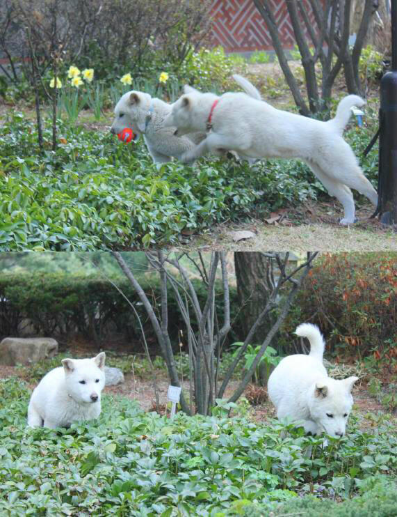 삼성동 주민들께서 제가 청와대로 떠날 때 선물로 주신 새롬이와 희망이는 출퇴근할 때마다 나와서 반겨줍니다. 기회가 되면 새롬이, 희망이가 커가는 모습을 보여드리겠습니다.