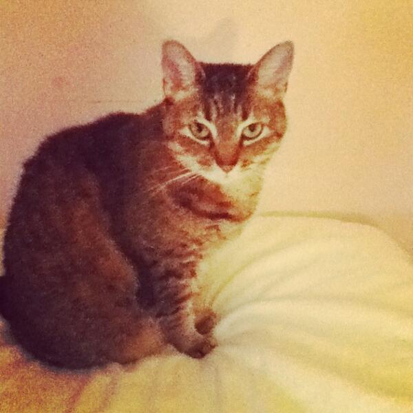 Calithekittycat's tweet image. My nemesis Angel. Don't believe the name. The humans don't know how evil she is.