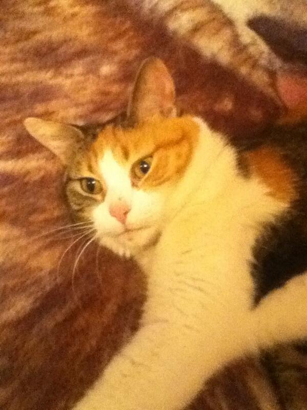 Calithekittycat's tweet image. Hello!!