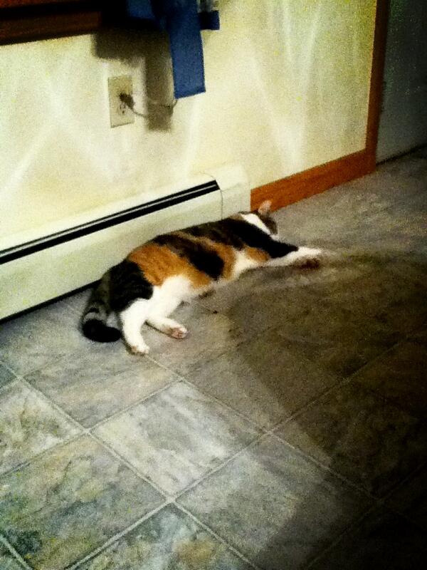 Calithekittycat's tweet image. Sunday is always a lazy day