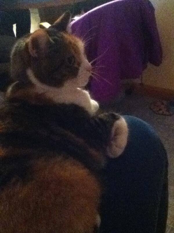 Calithekittycat's tweet image. I like to perch on my Person's lap.