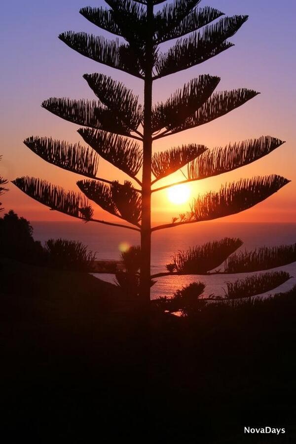 Nova Days tweet media