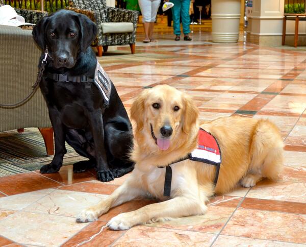 Paws4LibertyP4L's tweet photo. @CherylBurke Two of our service dogs in training, Major and Louie! http://t.co/SHjWDMFriR