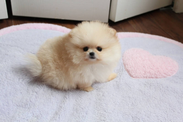 SivaKaneswaran's tweet photo. We wanna get a dog but mine &amp; @Nare_esha's idea of a dog are 2 very different things! That is some form of hamster! http://t.co/FLifplZYT5
